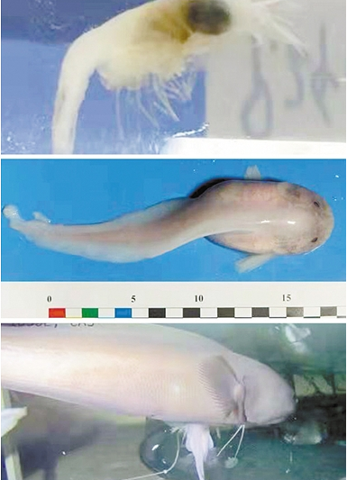 “探索一號”從馬里亞納海溝帶回了什么